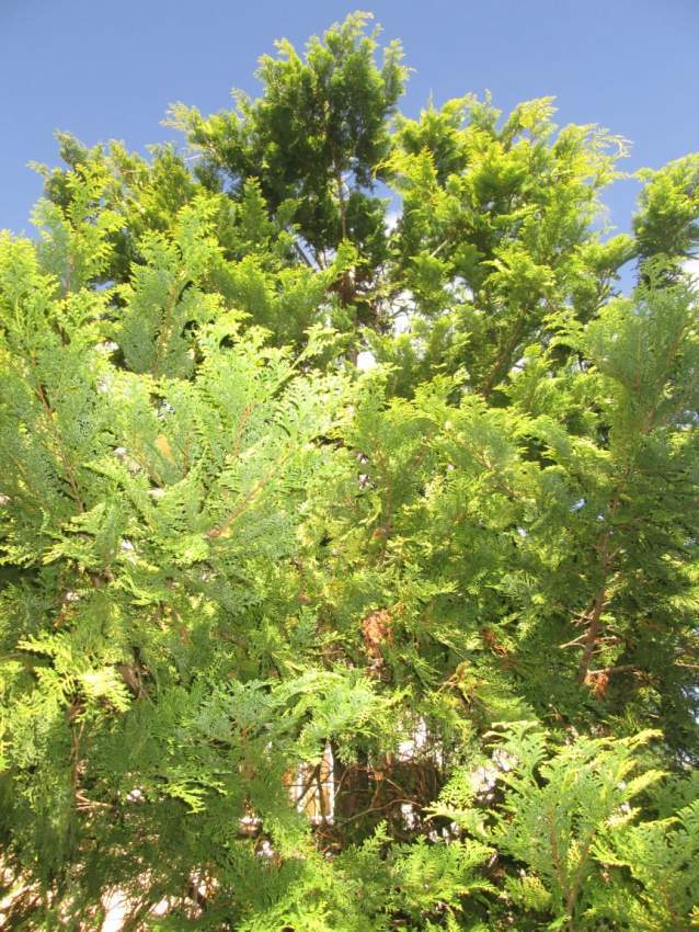 Cyprès doré Sapin - 3 - Plants and Trees  on Aster Vender