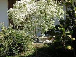 Cyprès doré Sapin - 1 - Plants and Trees  on Aster Vender