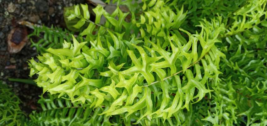 Fougère Queue de Poisson - 0 - Plants and Trees  on Aster Vender