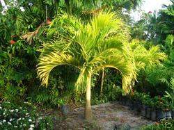 PALM TREE MANILLA  - Plants and Trees at AsterVender