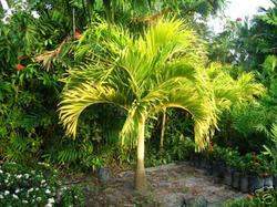 PALM TREE MANILLA  - 2 - Plants and Trees  on Aster Vender