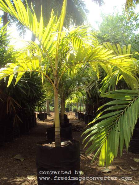 PALM TREE MANILLA  - 1 - Plants and Trees  on Aster Vender