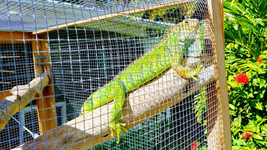 IGUANA - 2 - Reptiles & Amphibians  on Aster Vender