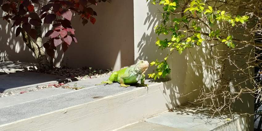 IGUANA - 1 - Reptiles & Amphibians  on Aster Vender