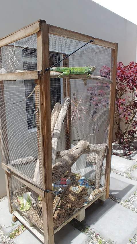 IGUANA - 0 - Reptiles & Amphibians  on Aster Vender