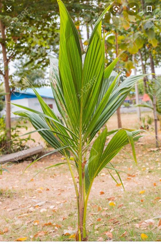Coconut trees - 1 - Plants and Trees  on Aster Vender