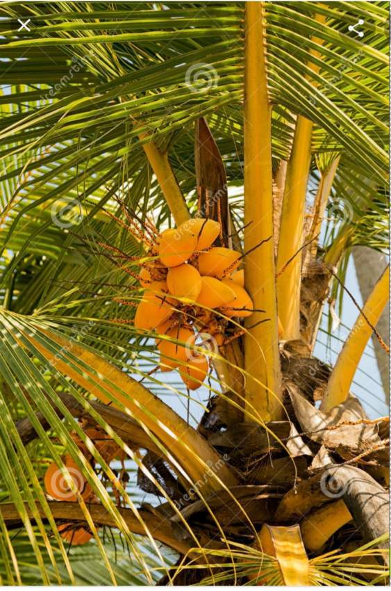 Coconut trees on Aster Vender