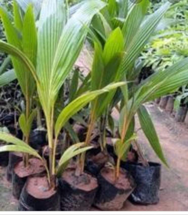 Coconut trees - 2 - Plants and Trees  on Aster Vender