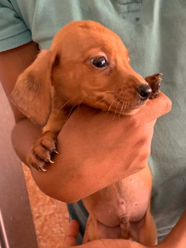 Chiots Teckel (croisé Griggon) on Aster Vender