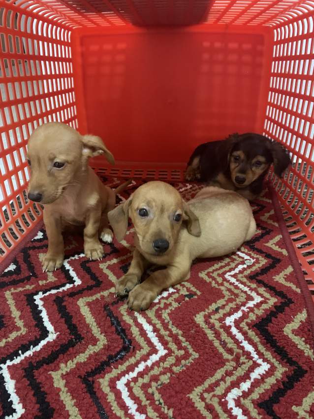 Chiots Teckel (croisé Griggon) - 1 - Dogs  on Aster Vender