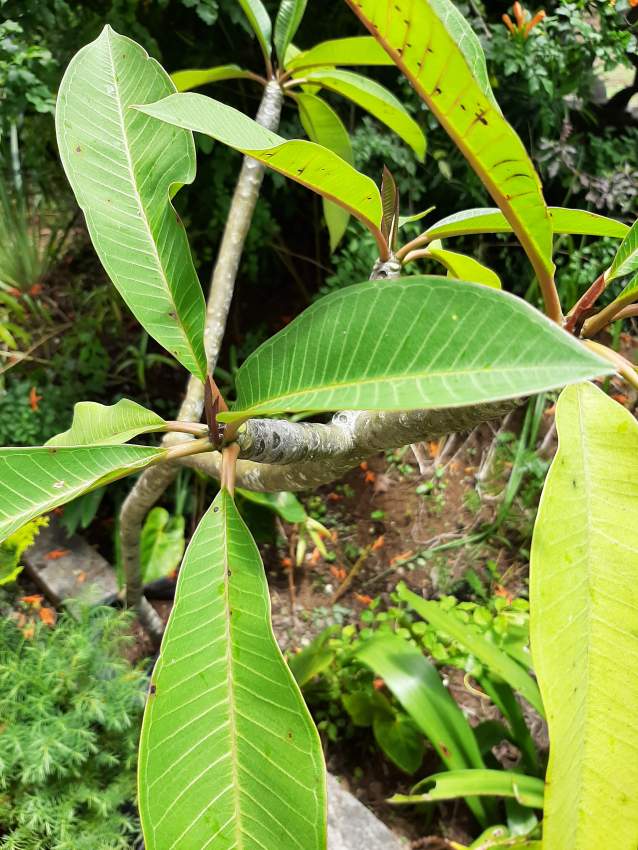 Goulaiti - 1 - Plants and Trees  on Aster Vender