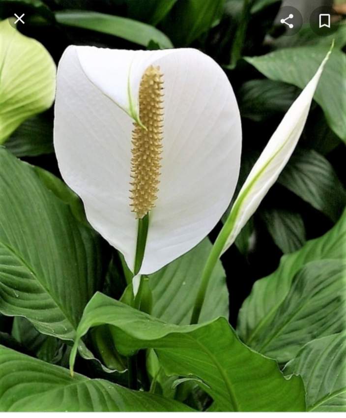 Cobra flower at AsterVender
