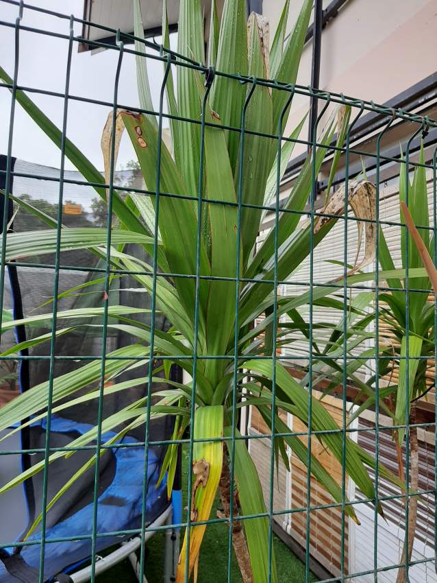 Dracaena - 3 - Plants and Trees  on Aster Vender