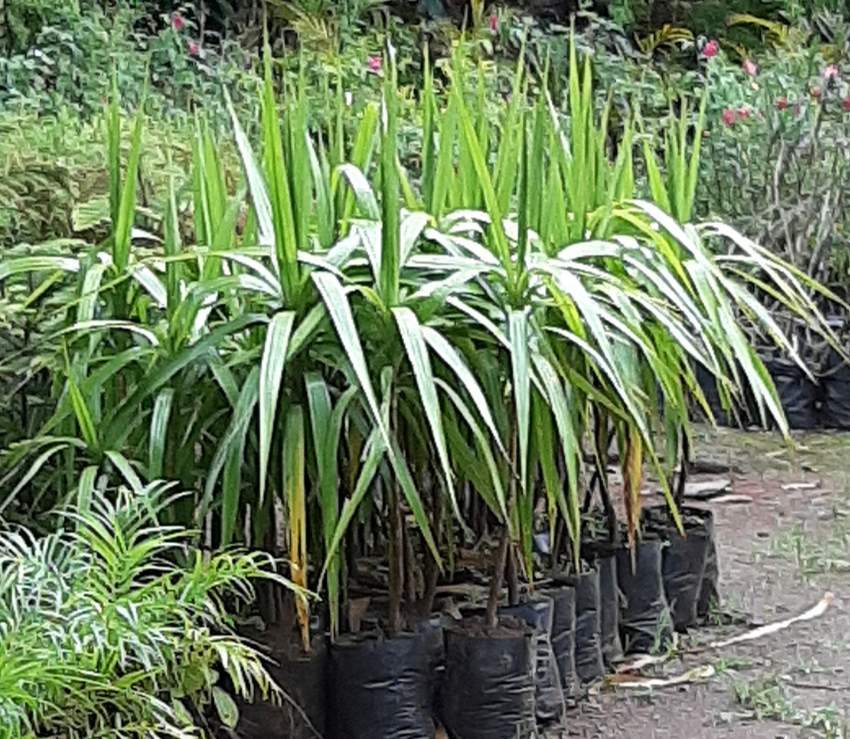 Dracaena - 2 - Plants and Trees  on Aster Vender