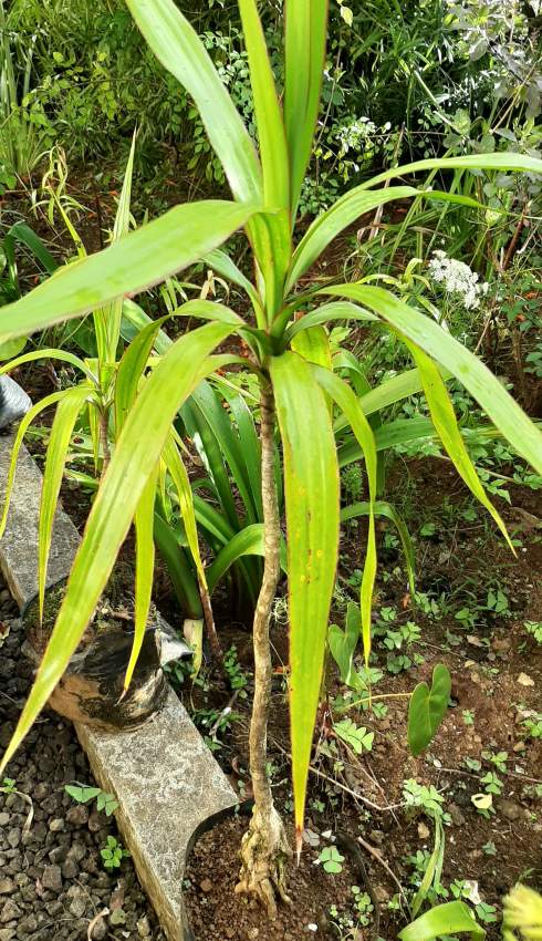 Dracaena - 1 - Plants and Trees  on Aster Vender