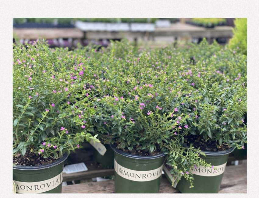 Mexican  heather bordure - 1 - Plants and Trees  on Aster Vender