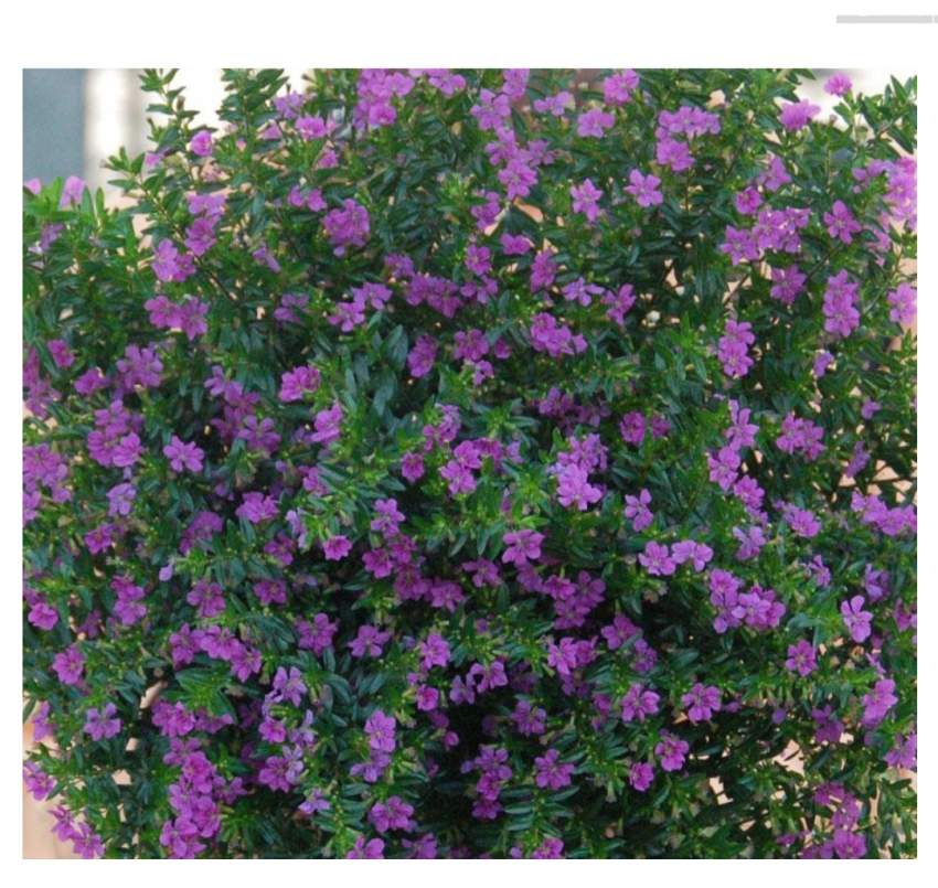 Mexican  heather bordure - 2 - Plants and Trees  on Aster Vender