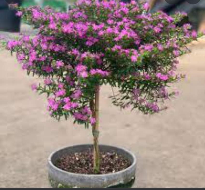 Mexican  heather bordure - 3 - Plants and Trees  on Aster Vender
