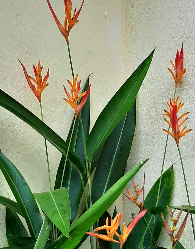 Heliconia Fleur de la famille hirondelle. on Aster Vender