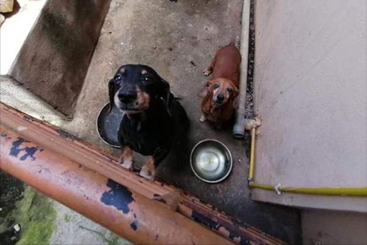 Brown and Black ( Rou and Blacky) - 1 - Dogs  on Aster Vender