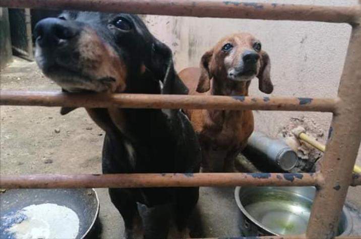 Brown and Black ( Rou and Blacky) - 3 - Dogs  on Aster Vender