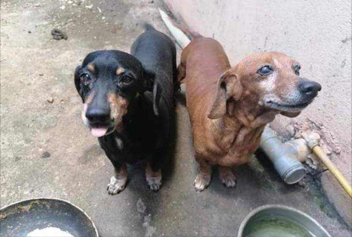 Brown and Black ( Rou and Blacky) - 2 - Dogs  on Aster Vender