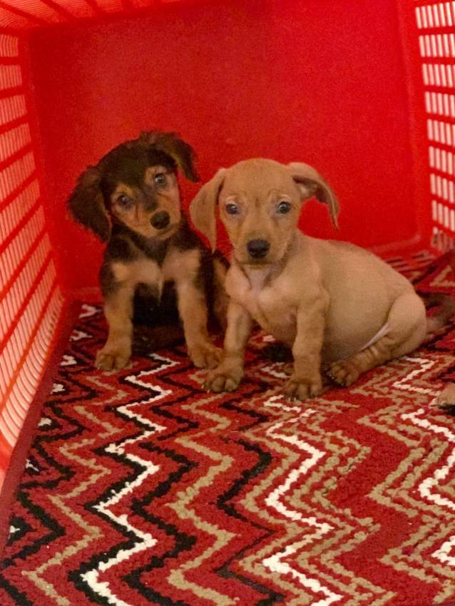 Chiots Teckel (croisé Griffon) - 2 - Dogs  on Aster Vender