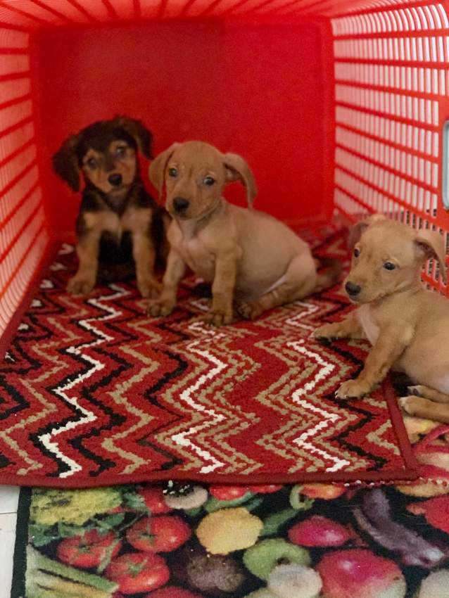 Chiots Teckel (croisé Griffon) - 1 - Dogs  on Aster Vender