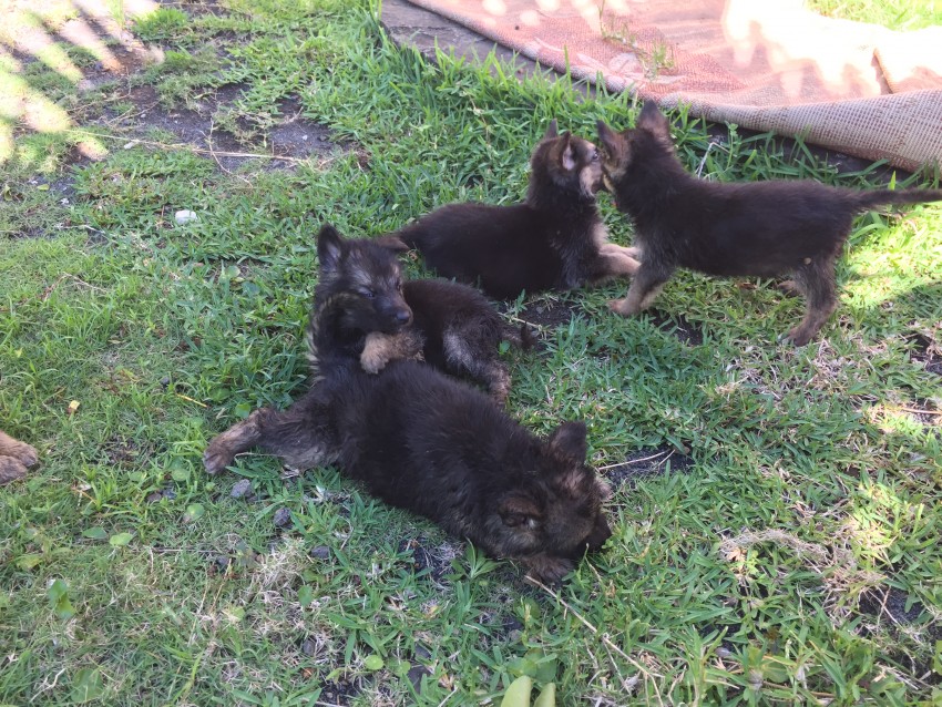 German Shepherd Puppies - 0 - Dogs  on Aster Vender