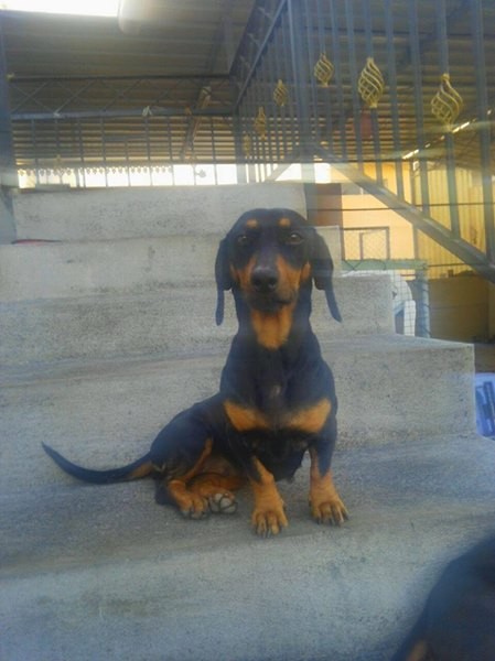 Teckel dogs Purebred - 1 - Dogs  on Aster Vender