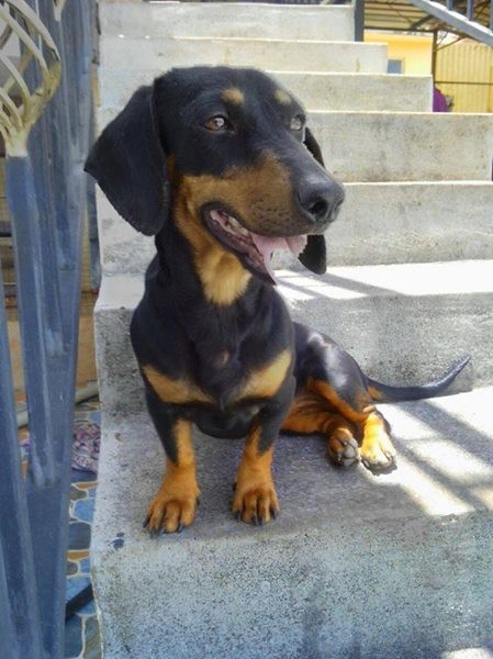 Teckel dogs Purebred - 0 - Dogs  on Aster Vender