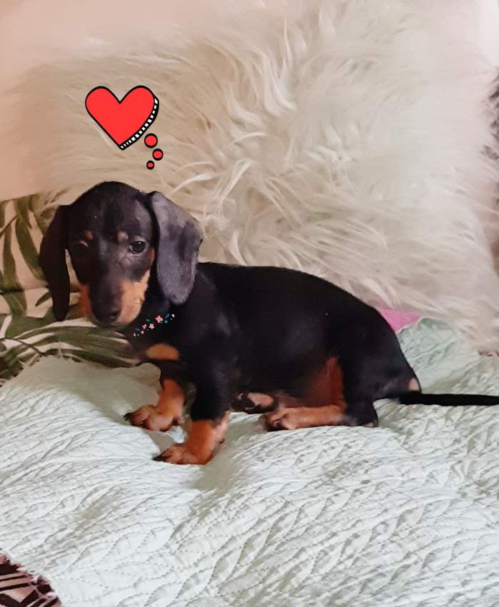 Teckel for sale - 0 - Dogs  on Aster Vender