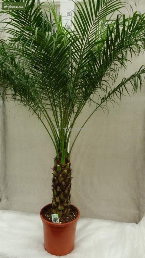 Dattier - 1 - Plants and Trees  on Aster Vender