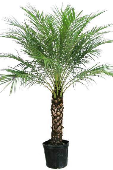 Dattier - 0 - Plants and Trees  on Aster Vender