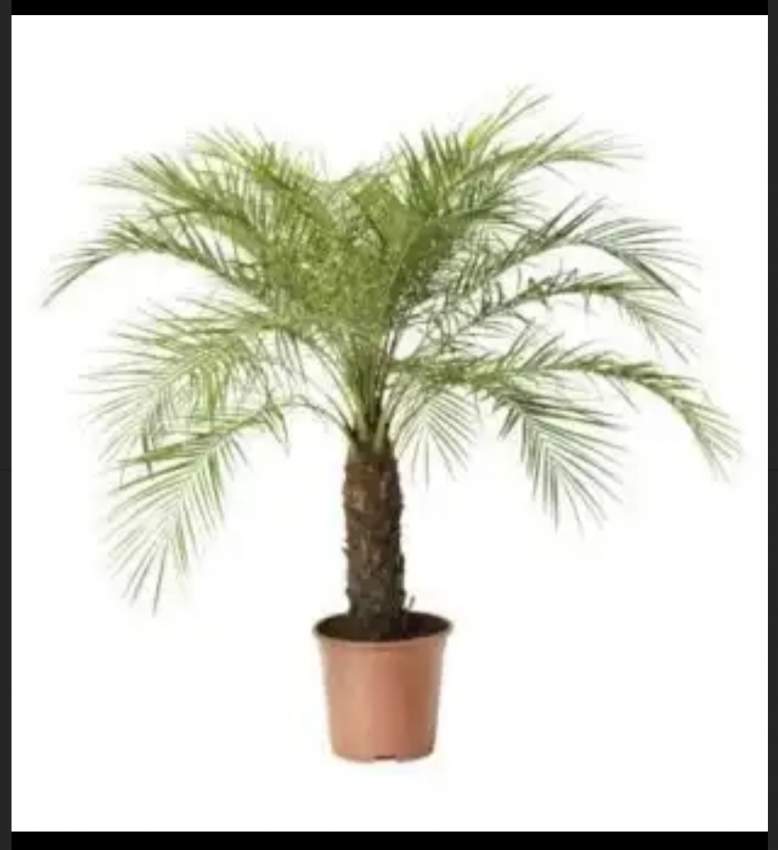 Dattier ( 0.5 m ) - 1 - Plants and Trees  on Aster Vender