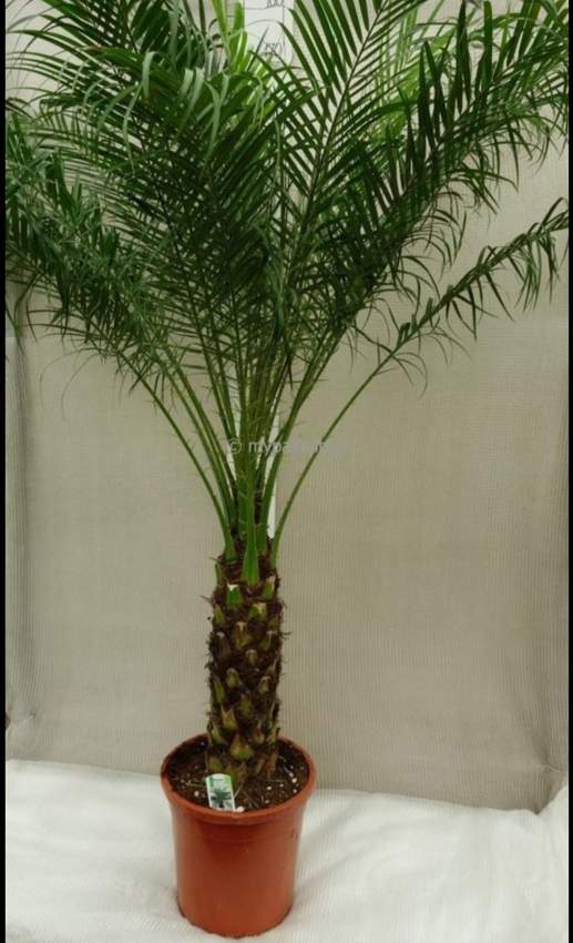 Dattier ( 0.5 m ) - 0 - Plants and Trees  on Aster Vender