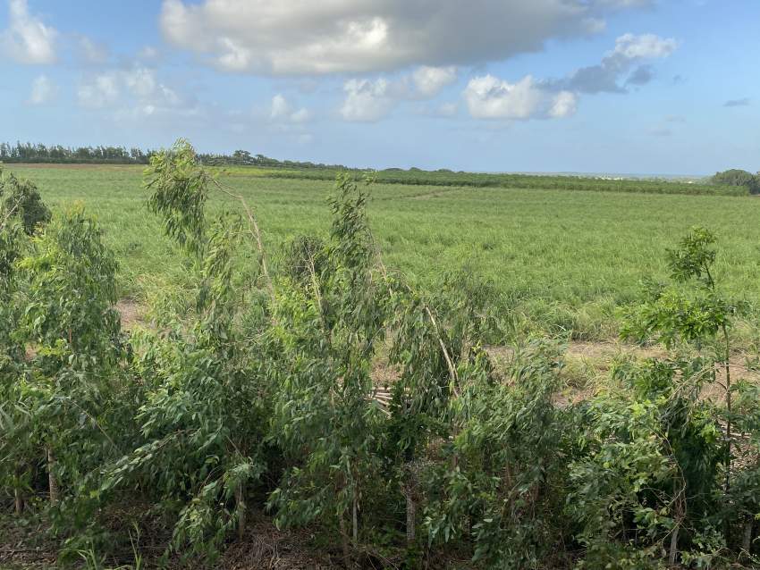 Residential land of 20 perches at Grand Gaube on Aster Vender