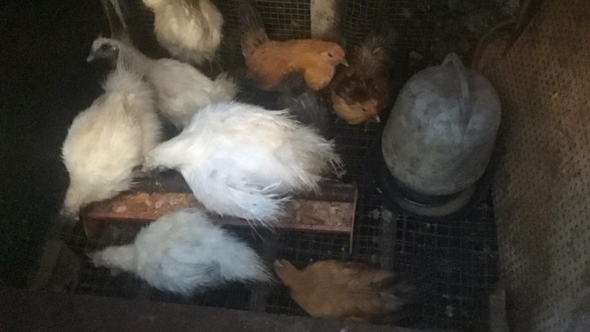 A Vendre Vollaile Bantam maron et Silky blanc. (2 Mois) - 0 - Poultry  on Aster Vender