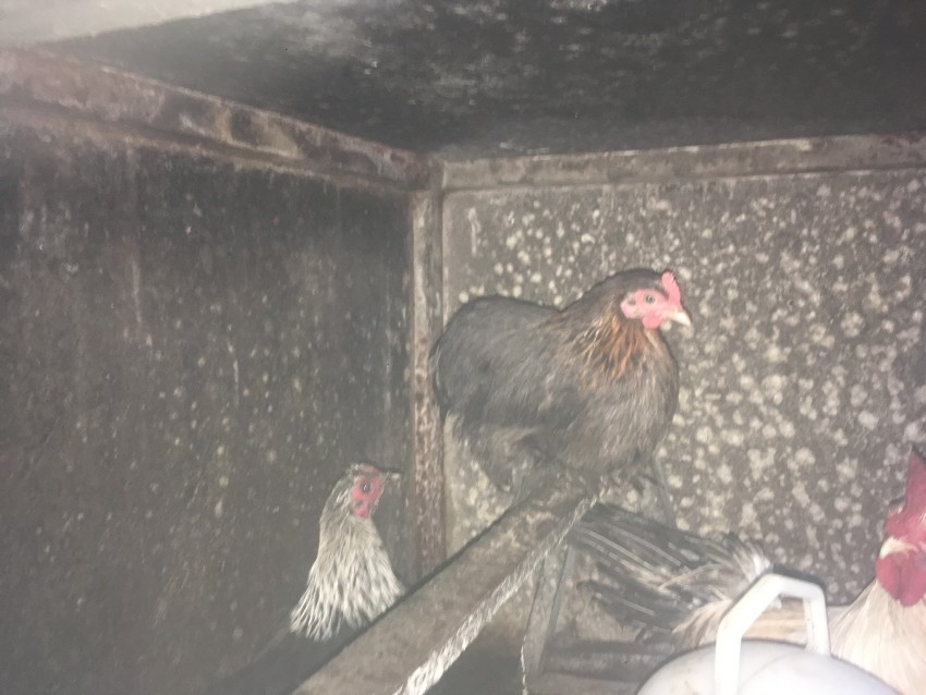 À Vendre Coq et Poule bantam Serema + poule Pékin  - 1 - Poultry  on Aster Vender