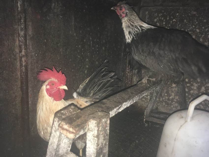 À Vendre Coq et Poule bantam Serema + poule Pékin  - 0 - Poultry  on Aster Vender