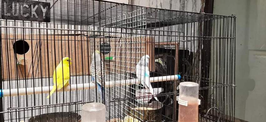 Birds - 3 - Birds  on Aster Vender