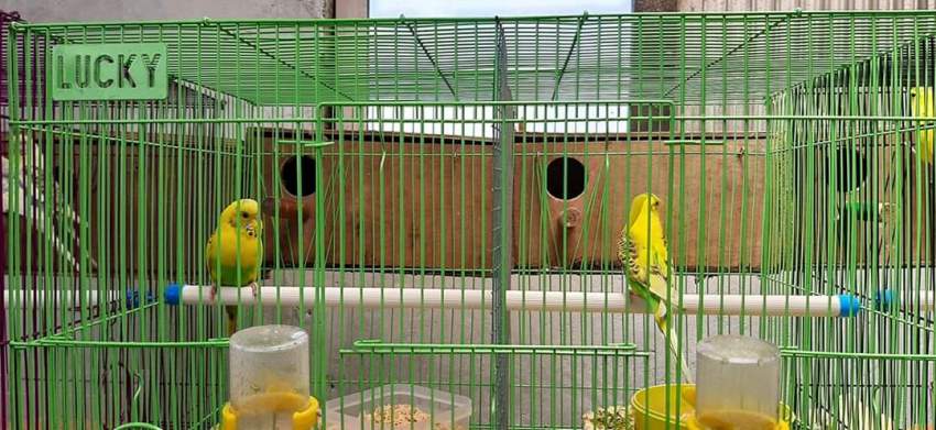 Birds - 5 - Birds  on Aster Vender