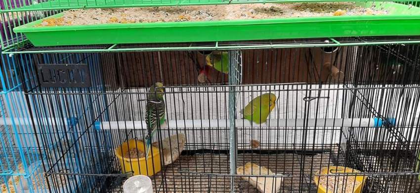 Birds - 2 - Birds  on Aster Vender