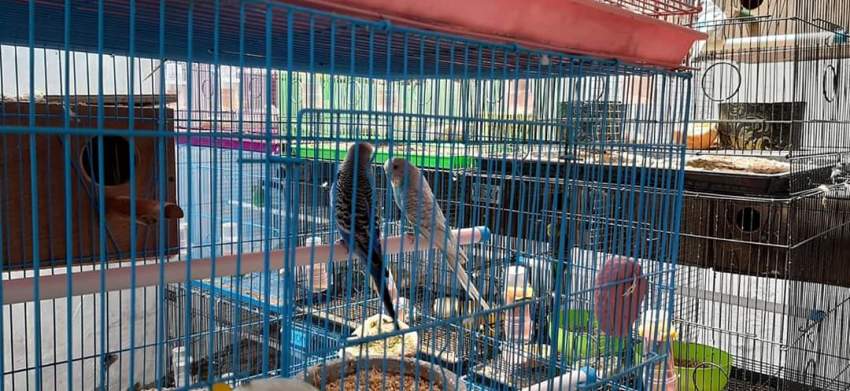 Birds - 4 - Birds  on Aster Vender