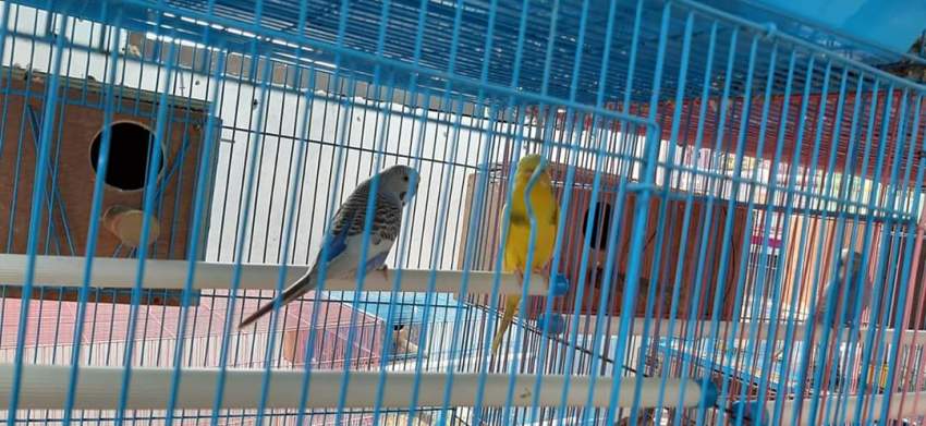 Birds - 1 - Birds  on Aster Vender