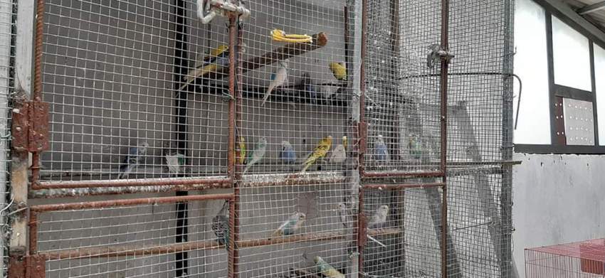 Birds - 0 - Birds  on Aster Vender